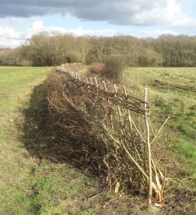 hedge laid at Scotland Lane Binsted